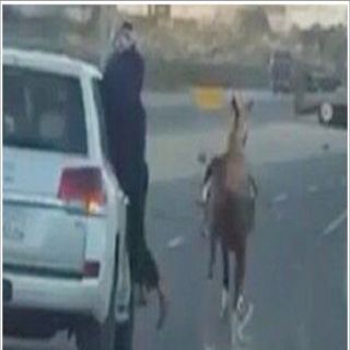 مرور عسير يستدعي قائد مركبة وصاحب حصان ظهر في مقطع فيديو مُخالف