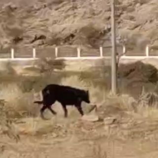 الحياة الفطرية توضح حقيقة فيديو حيوان أسود ظهر في جنوب السعودية